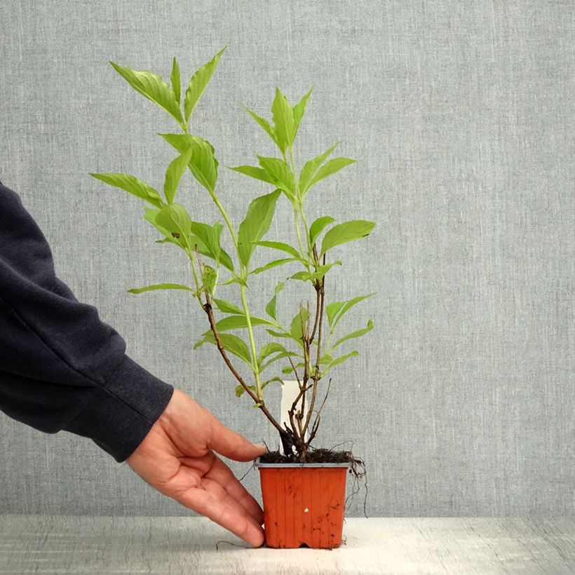 Exemplar von Weigela Candida Kleine Töpfe von 8/9 cm wie im Frühjahr geliefert