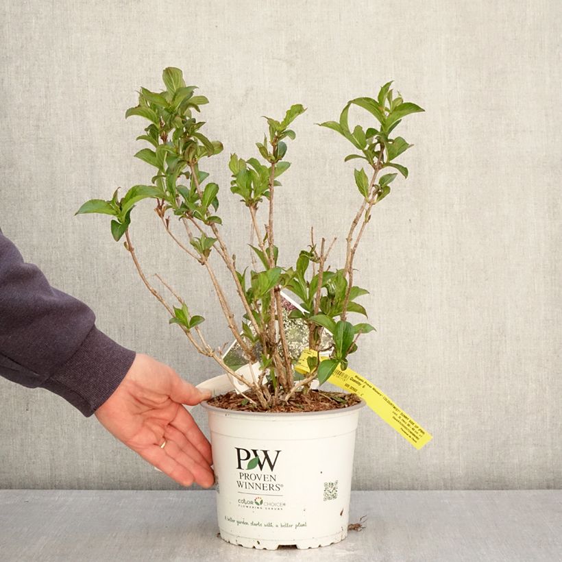 Exemplar von Weigela Colourtwist Sunny Side Up Topf mit 3L/4L wie im Frühjahr geliefert