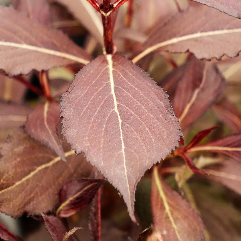 Weigela Electric Love (Laub)