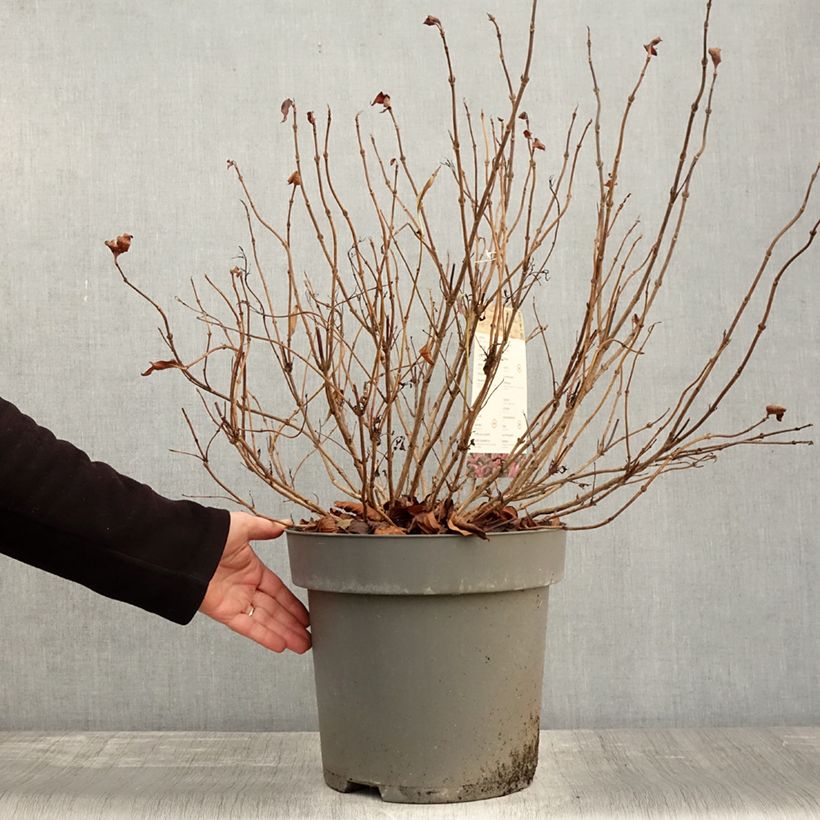 Exemplar von Weigela florida Alexandra - Weigélia Pot de 4L/5L wie im Herbst geliefert