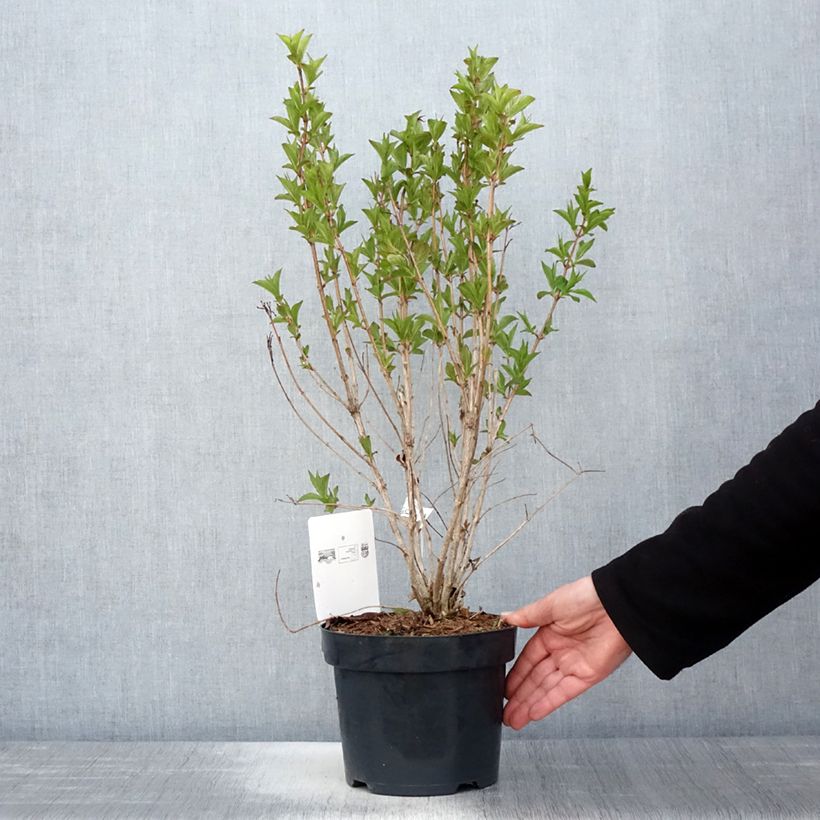 Example of Weigela florida Big Love Topf mit 3L/4L as you get in printemps