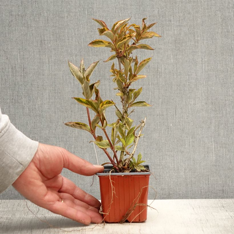 Example of Weigela florida Brigela Kleine Töpfe von 8/9 cm as you get in printemps