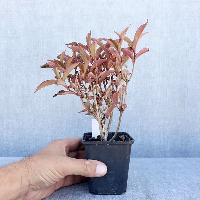 Exemplar von Weigela Bristol Ruby Kleine Töpfe von 8/9 cm wie im Sommer geliefert