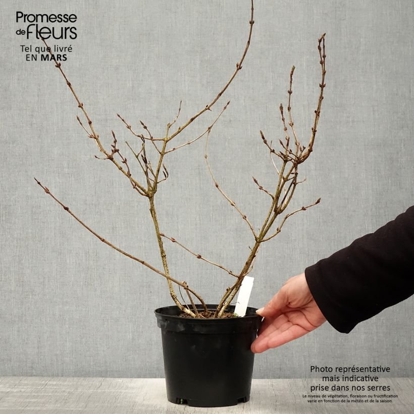 Exemplar von Weigela florida Foliis Purpureis Topf mit 2L/3L wie im Frühjahr geliefert