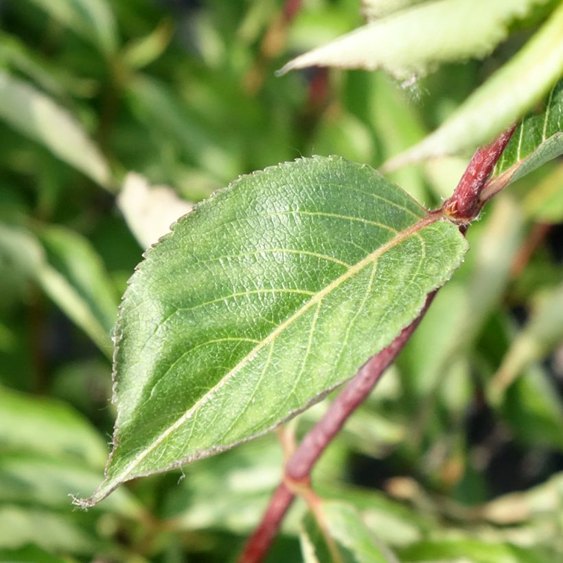 Weigela florida Korea (Laub)