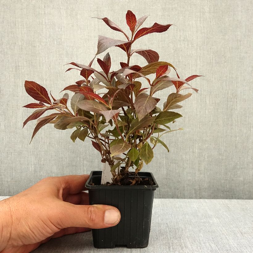 Exemplar von Weigela florida Midnight Wine Kleine Töpfe von 8/9 cm wie im Frühjahr geliefert