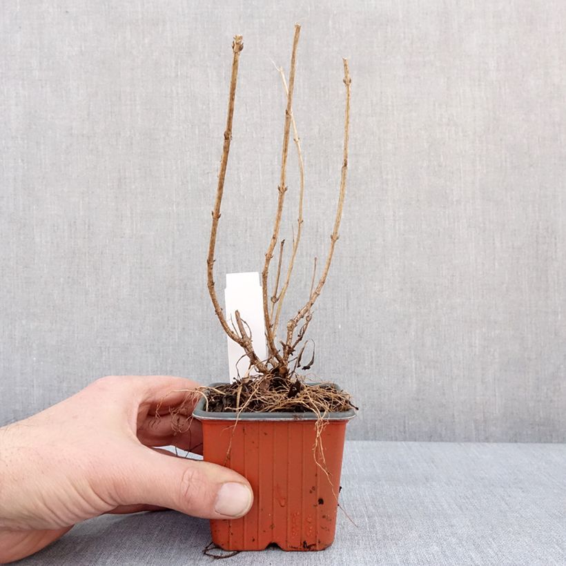 Exemplar von Weigela florida Minor Black Godet de 8/9 cm wie im Winter geliefert