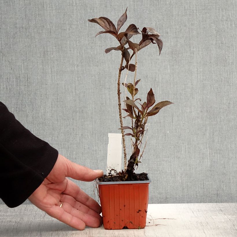 Example of Weigela Minor Black Kleine Töpfe von 8/9 cm as you get in printemps