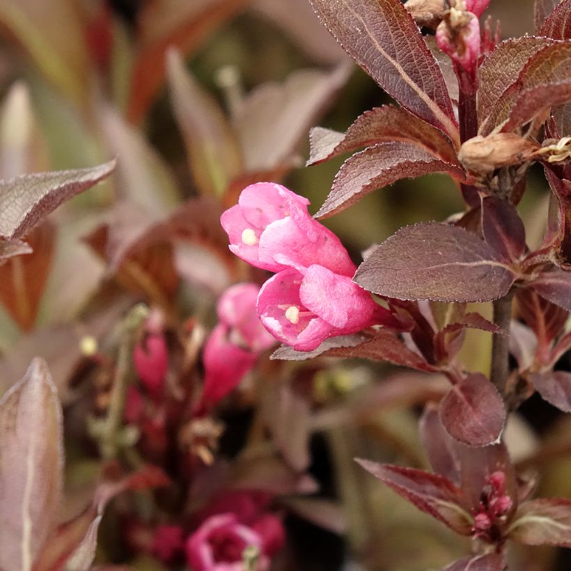 Weigela florida Victoria (Flowering)