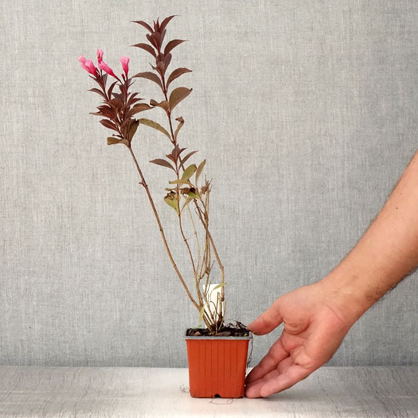 Exemplar von Weigela florida Victoria Kleine Töpfe von 8/9 cm wie im Sommer geliefert