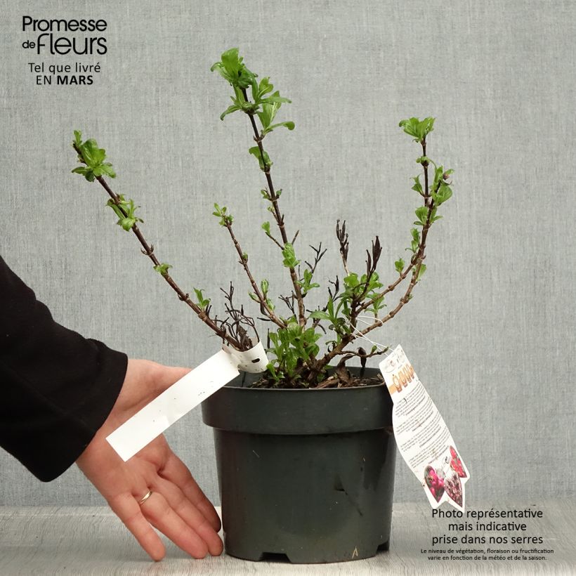 Example of Weigela Vintage Love Topf mit 2L/3L as you get in printemps