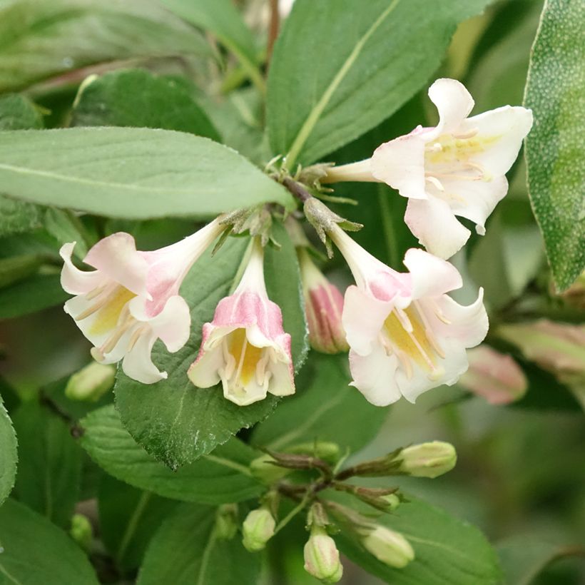 Weigela Vintage Love (Flowering)