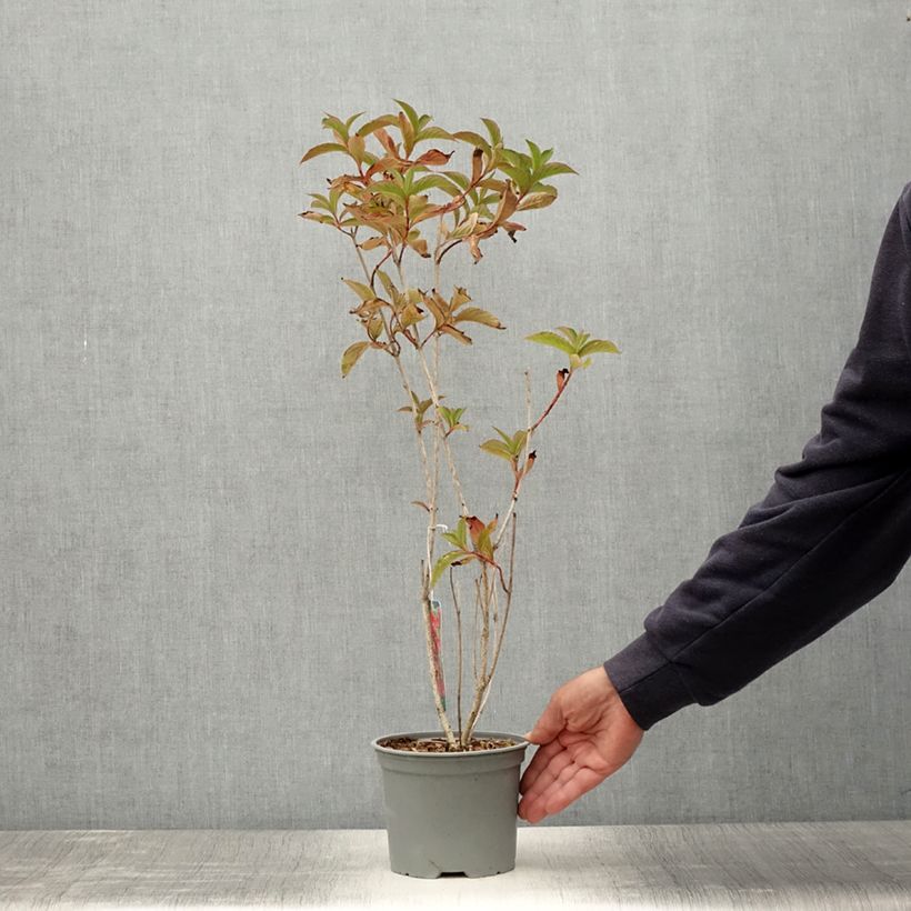 Exemplar von Weigela Eva Rathke Topf mit 2L/3L wie im Sommer geliefert