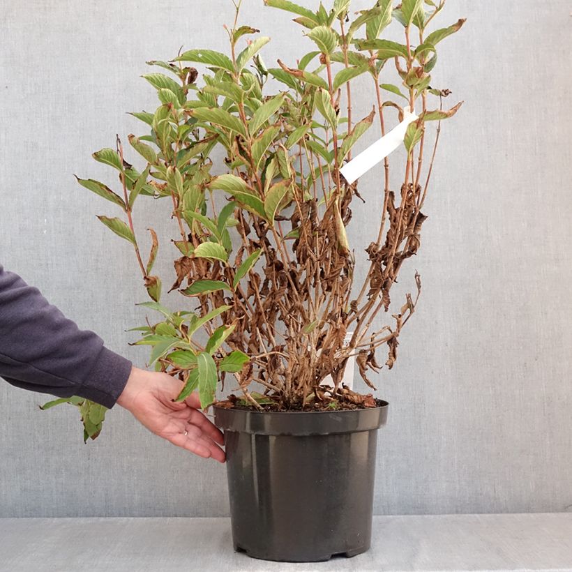Exemplar von Weigela Red Prince Topf mit 7,5L/10L wie im Herbst geliefert