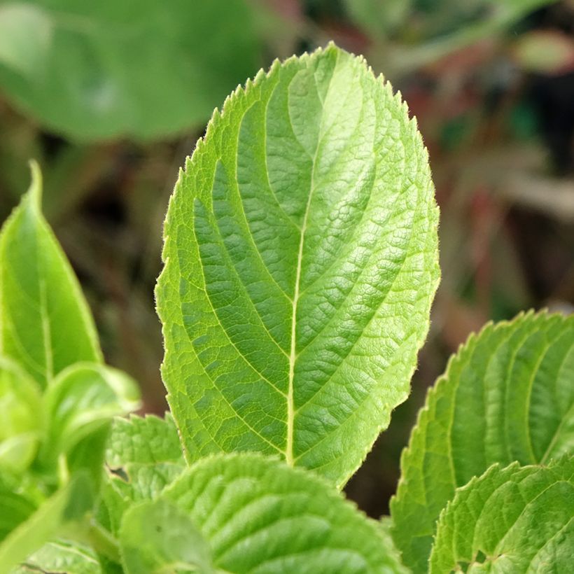 Weigela middendorffiana - Middendorffs Weigelie (Foliage)