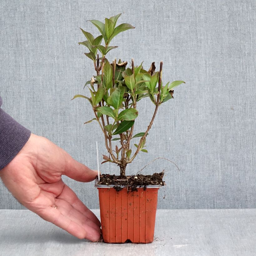 Exemplar von Weigela Minuet Kleine Töpfe von 8/9 cm wie im Herbst geliefert