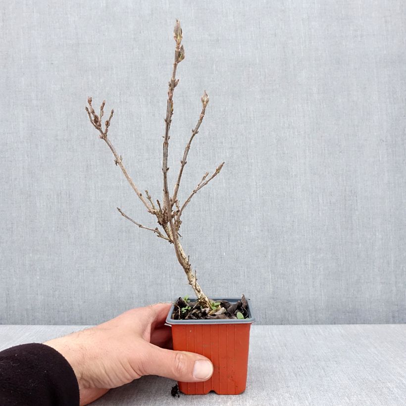 Example of Weigela Minuet Kleine Töpfe von 8/9 cm as you get in printemps