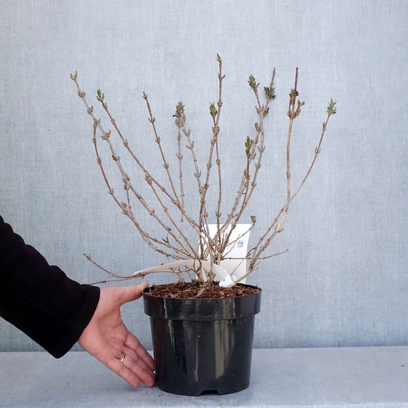 Example of Weigela Minuet Topf mit 2L/3L as you get in printemps