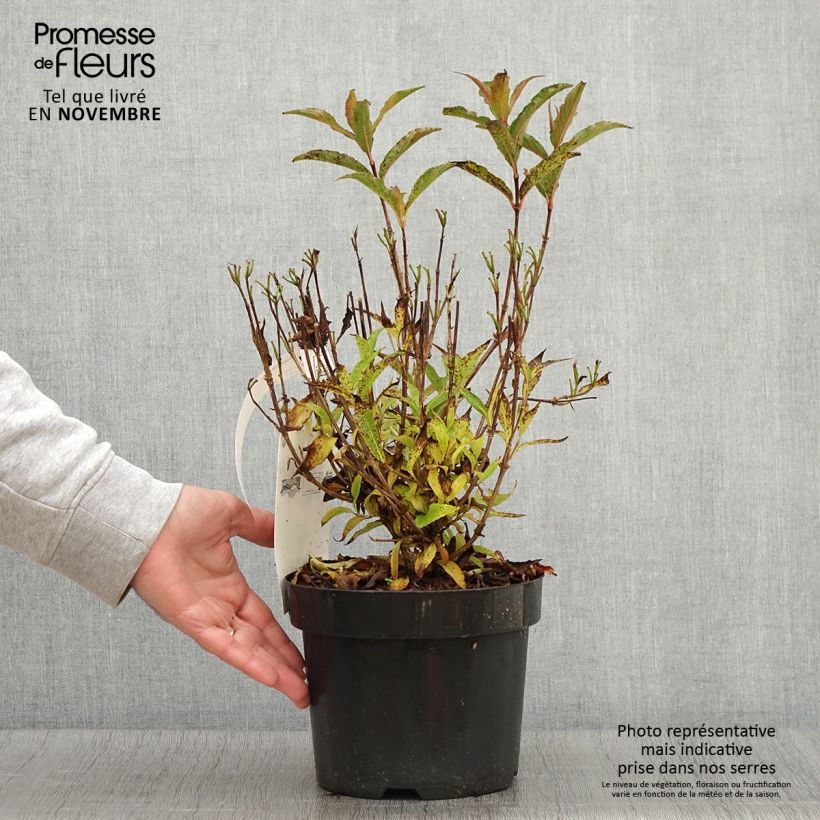 Exemplar von Weigela Nain rouge Topf mit 3L/4L wie im Herbst geliefert