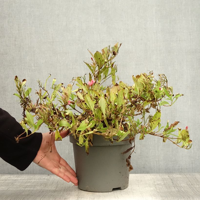 Exemplar von Weigela Picobella Rosso Pot de 2L/3L wie im Herbst geliefert