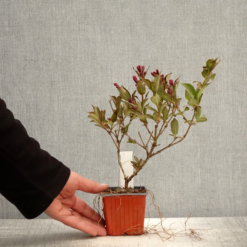 Example of Weigela Rumba Kleine Töpfe von 8/9 cm as you get in printemps