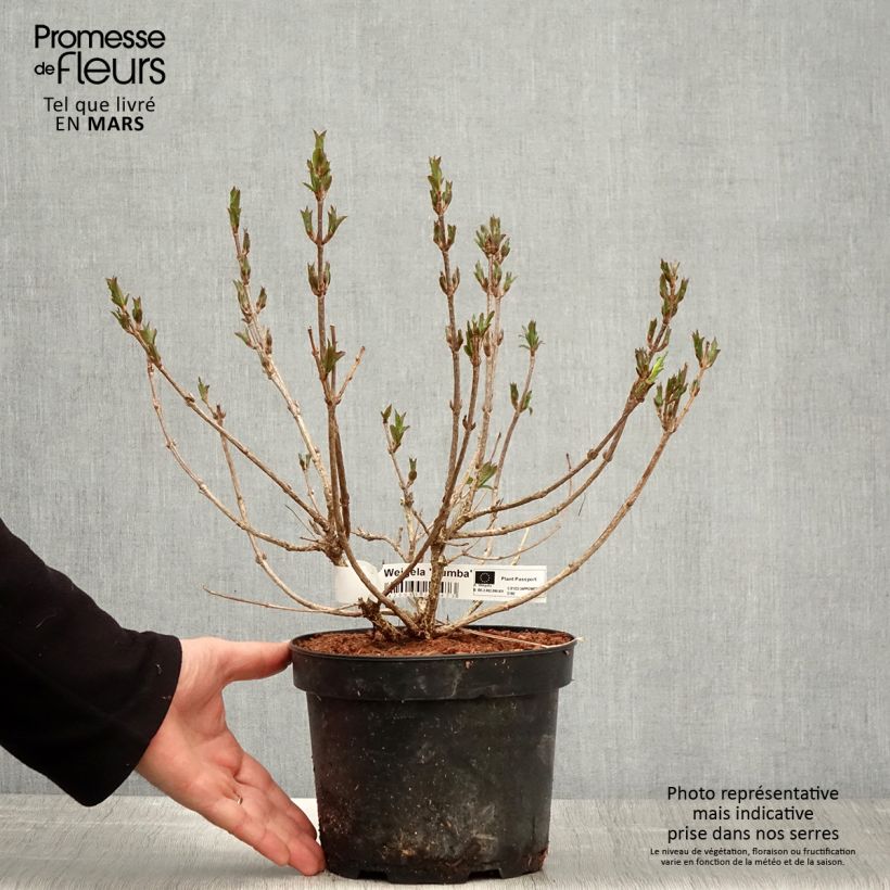 Example of Weigela Rumba Topf mit 3L/4L as you get in printemps