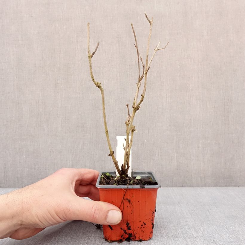 Exemplar von Weigela Snowflake Godet de 8/9 cm wie im Winter geliefert