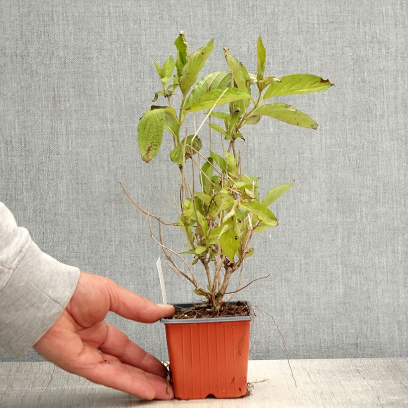 Exemplar von Weigela Snowflake Kleine Töpfe von 8/9 cm wie im Frühjahr geliefert