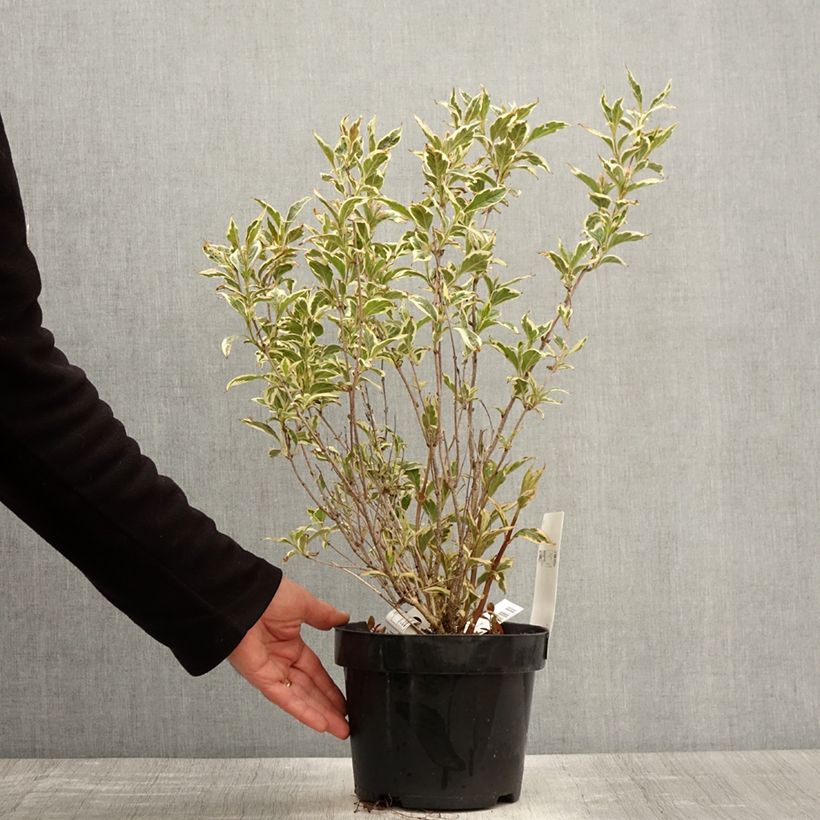 Exemplar von Weigela florida White Lightning Topf mit 2L/3L wie im Frühjahr geliefert