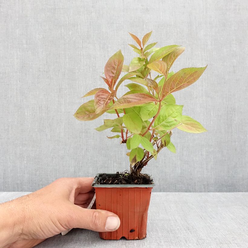 Example of Weigela Wings of Fire Kleine Töpfe von 8/9 cm as you get in printemps