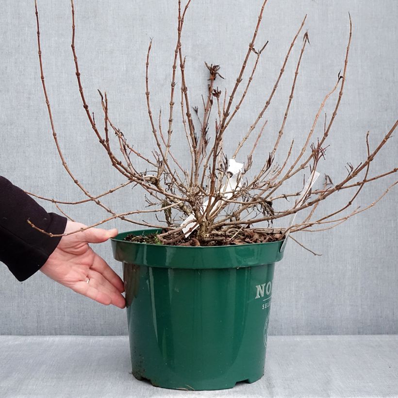 Example of Weigela All Summer Peach Topf mit 7,5L/10L as you get in hiver