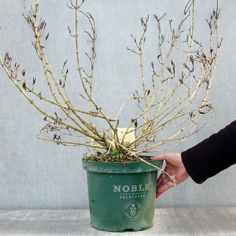 Exemplar von Weigelia florida Polka - Weigela nain Pot de 7,5L/10L wie im Herbst geliefert