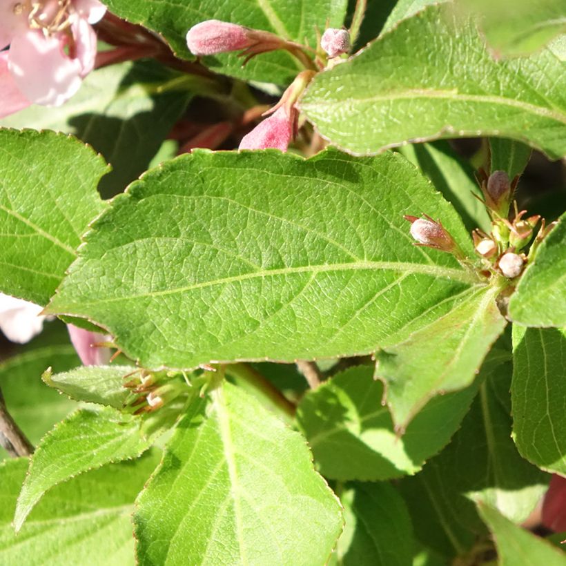 Weigela florida Polka (Laub)