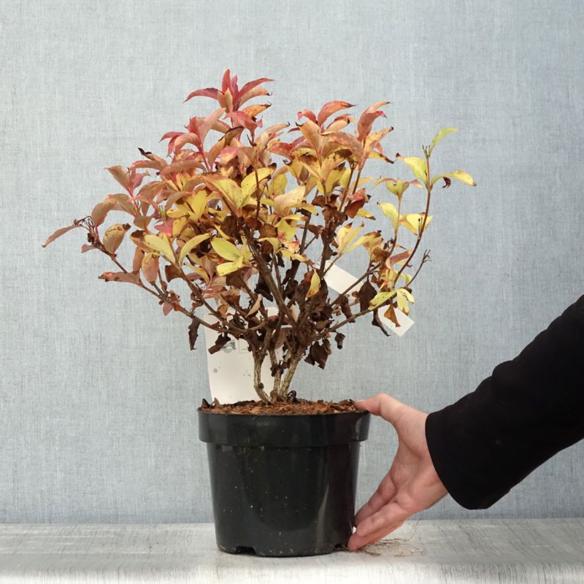 Exemplar von Weigela Cherry Love Topf mit 3L/4L wie im Herbst geliefert
