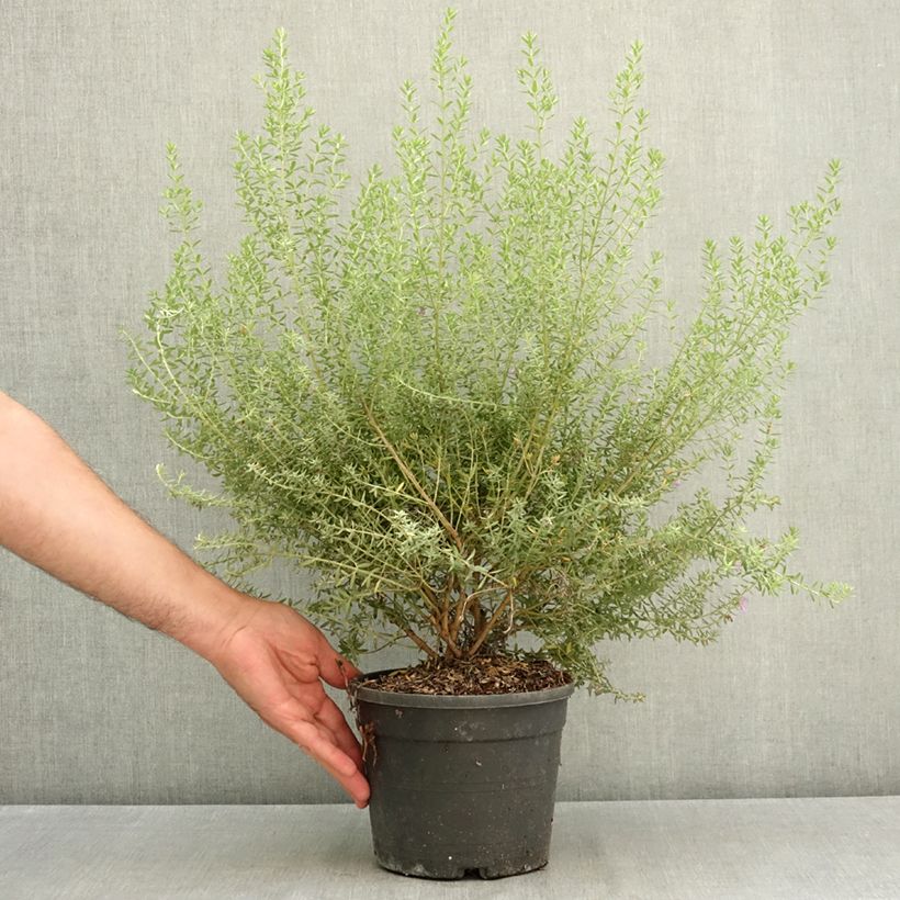 Exemplar von Westringia fruticosa Blue Gem - Australischer Rosmarin Topf mit 3L/4L wie im Sommer geliefert