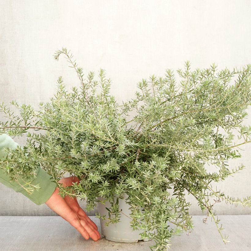 Exemplar von Westringia fruticosa Blue Gem - Australischer Rosmarin Topf mit 3L/4L wie im Winter geliefert