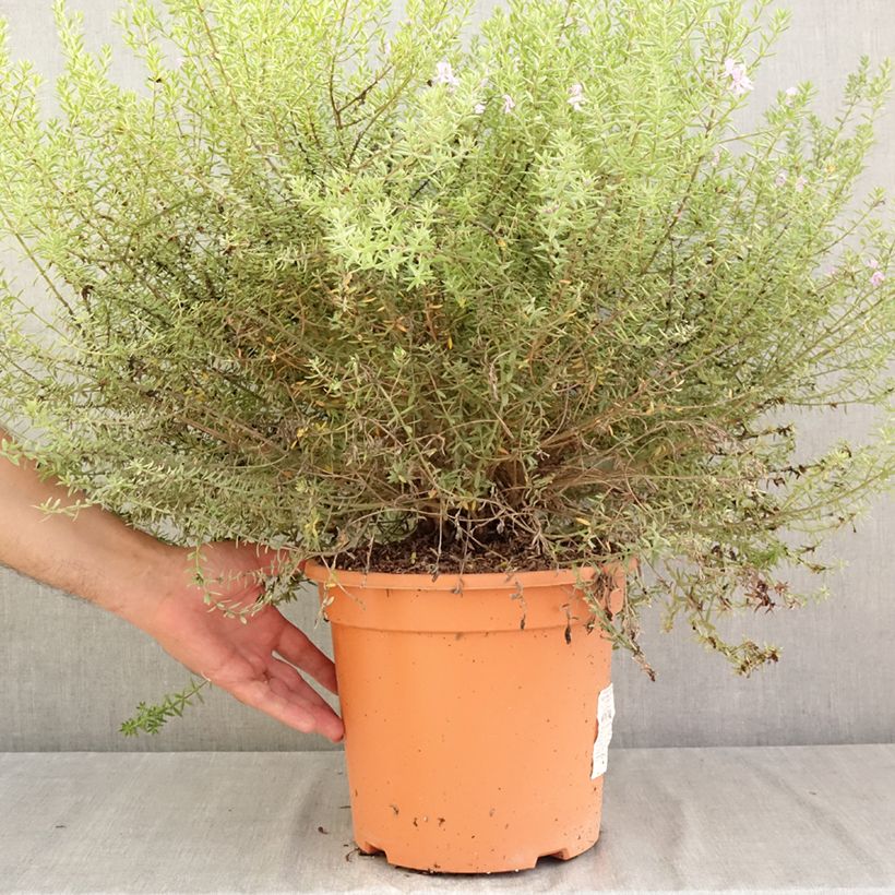 Exemplar von Westringia fruticosa Blue Gem - Australischer Rosmarin Topf mit 7,5L/10L wie im Sommer geliefert