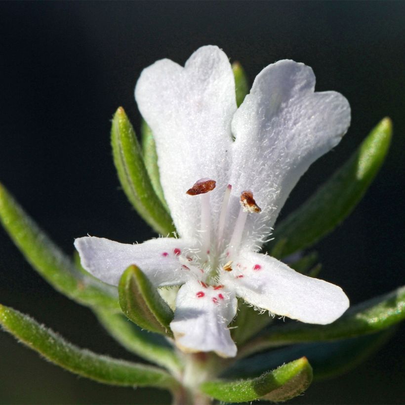 Westringia fruticosa Mundi - Australischer Rosmarin (Flowering)