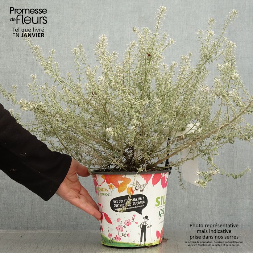 Exemplar von Westringia fruticosa Smookie - Romarin d'Australie Pot de 3L/4L wie im Winter geliefert