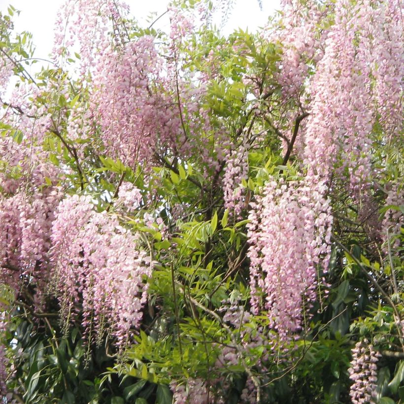 Wisteria floribunda Honbeni - Reichblütige Glyzinie (Wuchs)
