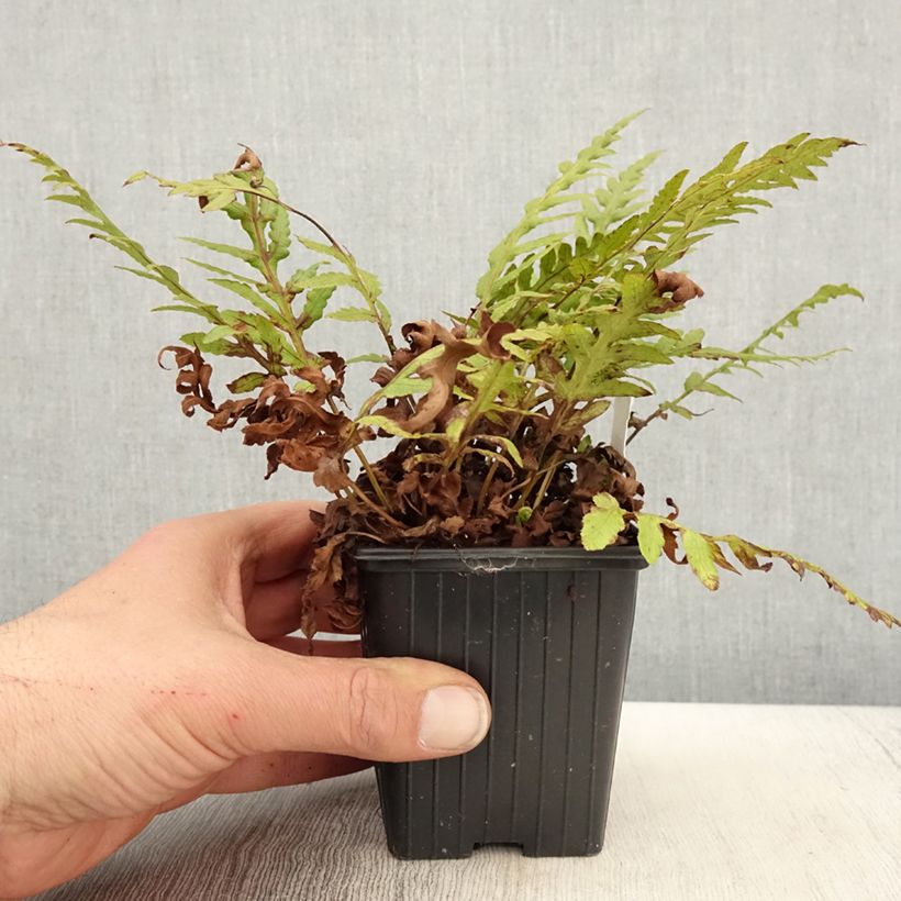 Example of Woodwardia fimbriata - Grübchenfarn Kleine Töpfe von 8/9 cm as you get in printemps