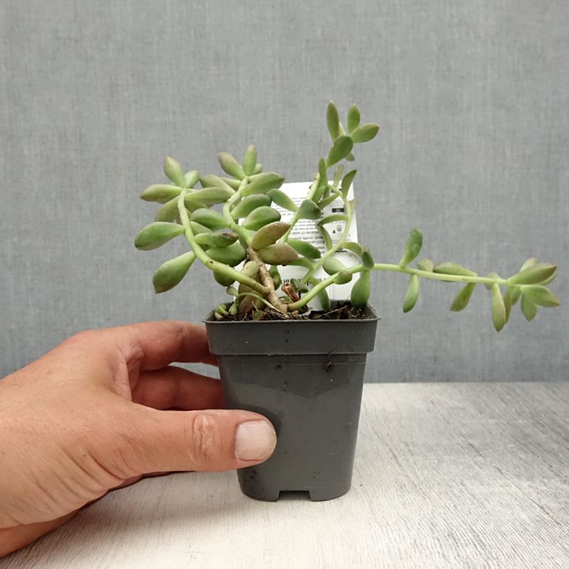 Exemplar von Graptosedum Bronze Kleine Töpfe von 8/9 cm wie im Sommer geliefert
