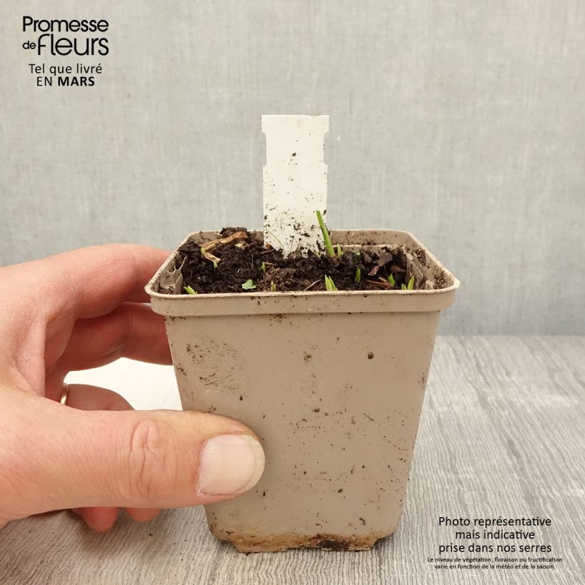 Example of Rhodoxis Ria - Grasstern Kleine Töpfe von 8/9 cm as you get in printemps