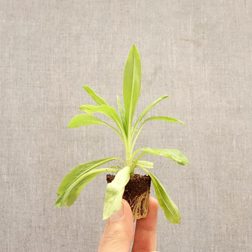 Exemplar von Xerochrysum bracteatum Granvia Dark Pink Flame - Garten-Strohblume Mini-Plug Ø 3/4 cm wie im Frühjahr geliefert