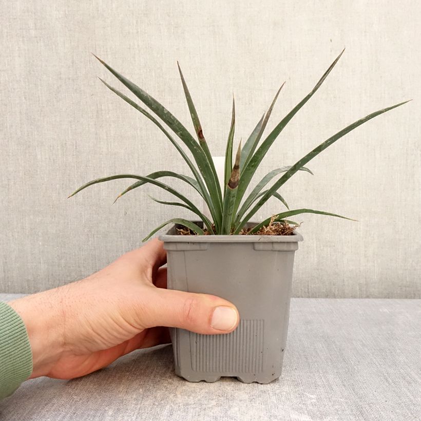 Exemplar von Yucca aloifolia Variegata - Yucca à feuilles d'Aloès Topf mit 1L/1,5L wie im Winter geliefert