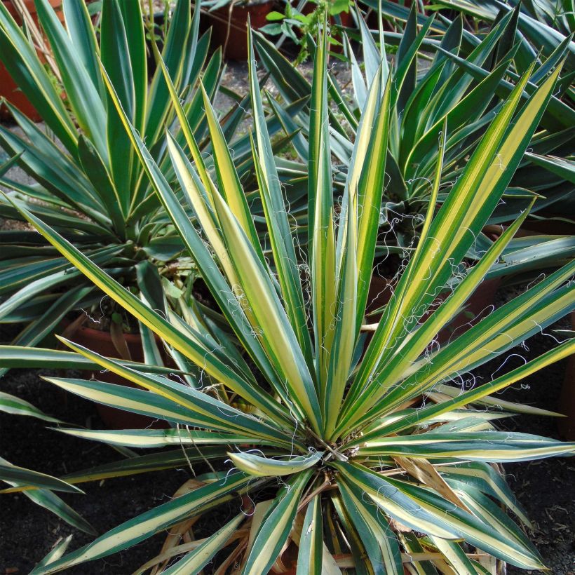 Yucca recurvifolia Bright Star - Palmlilie (Foliage)