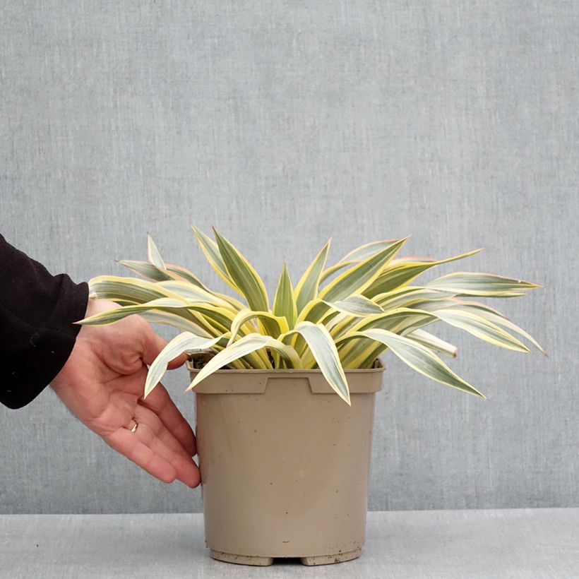 Example of Yucca recurvifolia Bright Star - Palmlilie Topf mit 2L/3L as you get in printemps