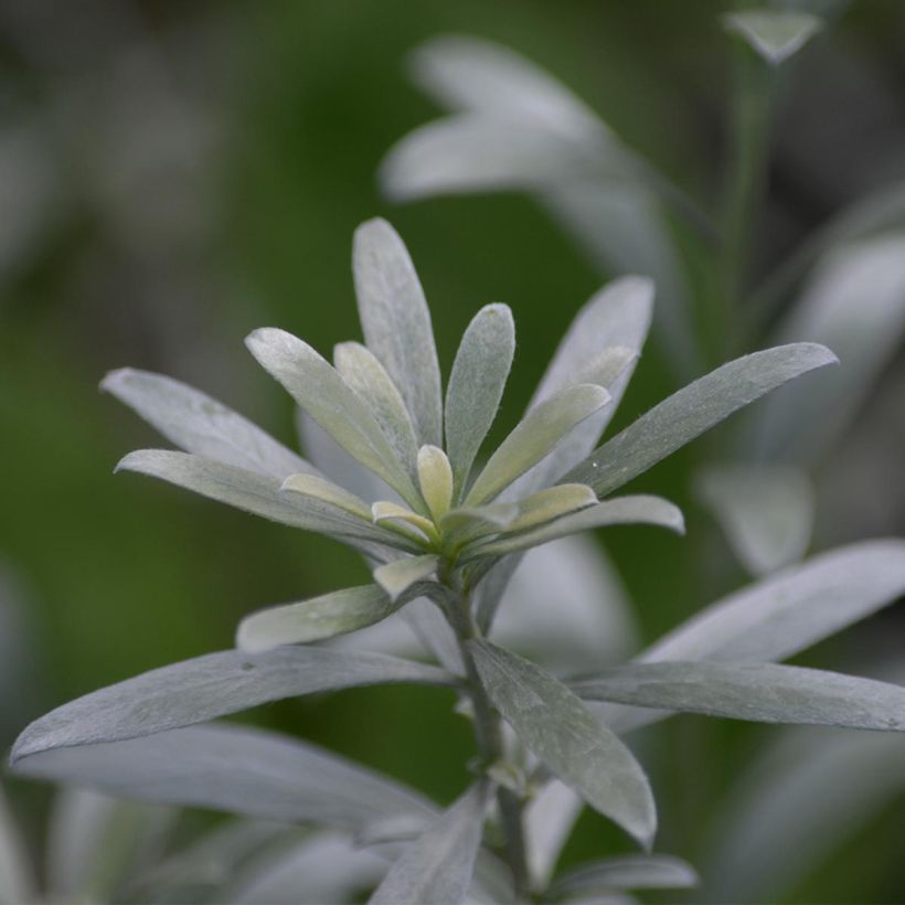 Yucca filamentosa - Fädige Palmlilie (Laub)