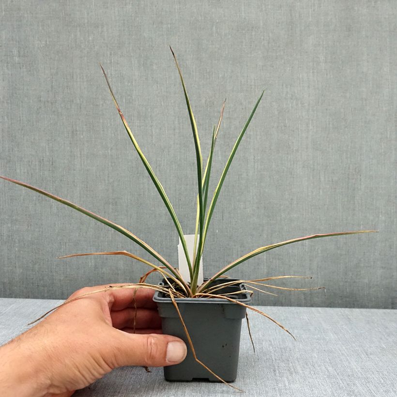 Exemplar von Yucca filamentosa Bright Edge - Fädige Palmlilie Kleine Töpfe von 8/9 cm wie im Frühjahr geliefert