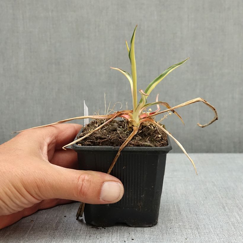 Exemplar von Yucca filamentosa Colour Guard - Fädige Palmlilie Kleine Töpfe von 8/9 cm wie im Frühjahr geliefert